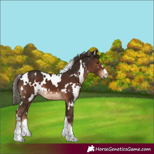 Horse Color:White Spotted Liver Chestnut 