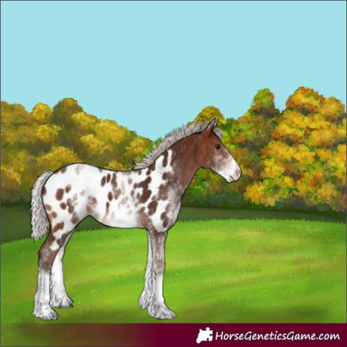 Horse Color:White Spotted Silver Bay Tobiano Appaloosa