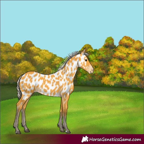 Horse Color:Silver Buckskin Near Leopard 