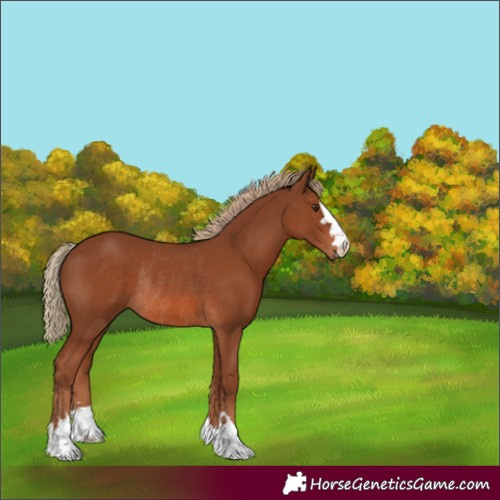 Horse Color:Chestnut Rabicano 