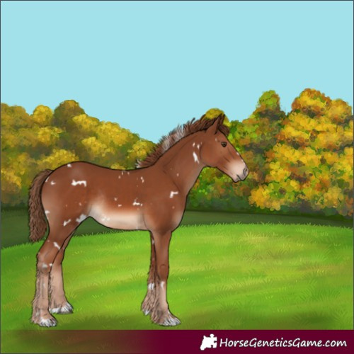 Horse Color:White Spotted Chestnut Rabicano 