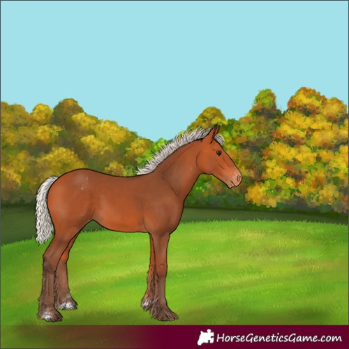 Horse Color:Silver Bay Appaloosa Rabicano 