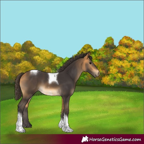 Horse Color:Buckskin Tobiano Rabicano