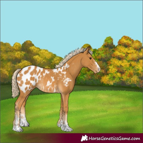 Horse Color:Palomino Blanket Rabicano 