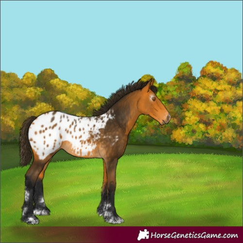 Horse Color:Gray Buckskin Appaloosa Rabicano 