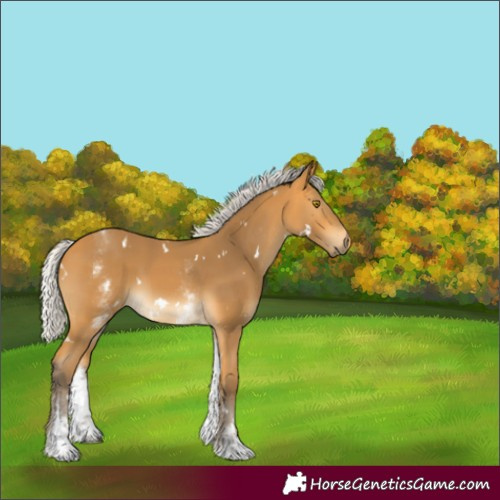 Horse Color:White Spotted Silver Buckskin Rabicano 