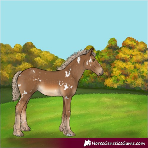 Horse Color:White Spotted Chocolate Palomino 