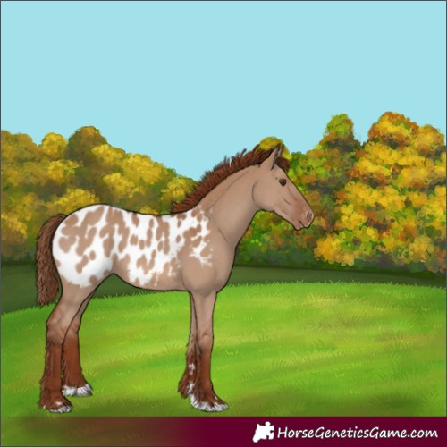 Horse Color:Red Dun Blanket 