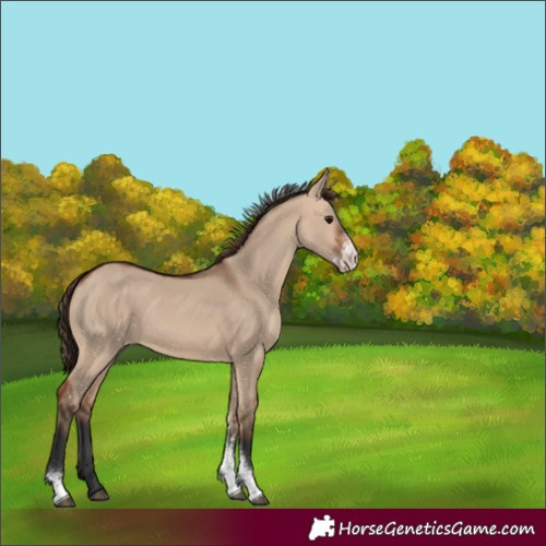 Horse Color:Bay Dun Sabino Varnish