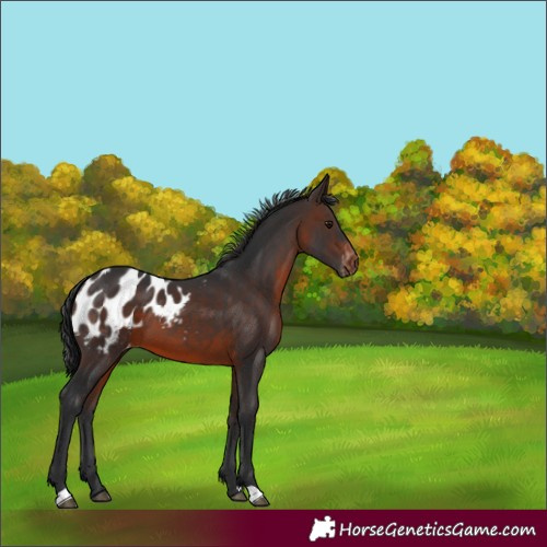 Horse Color:Brown Blanket 