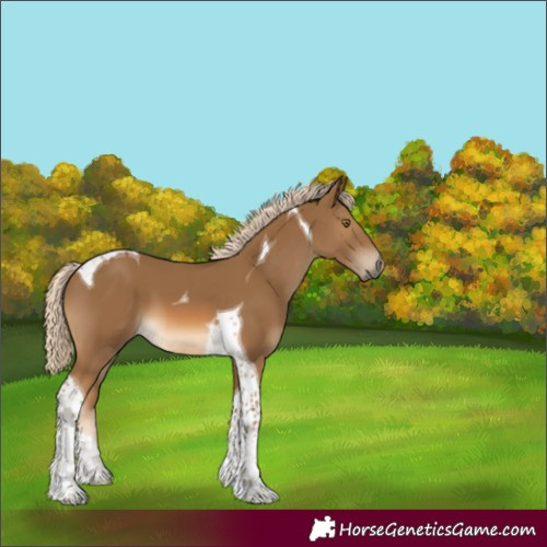 Horse Color:Chocolate Palomino Tobiano 