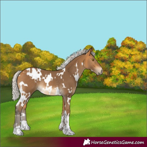 Horse Color:White Spotted Silver Buckskin Rabicano