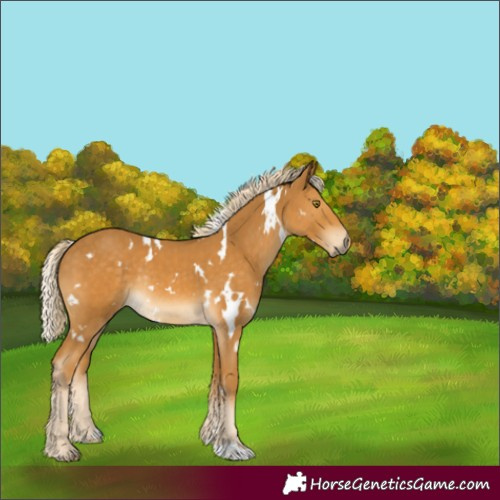 Horse Color:White Spotted Palomino Rabicano 