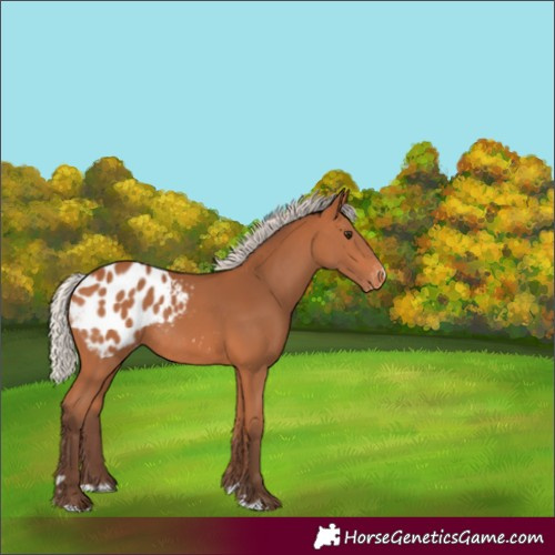 Horse Color:Silver Bay Appaloosa Rabicano 