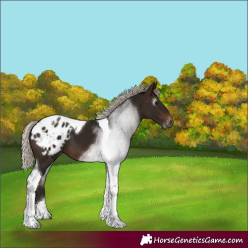 Horse Color:Gray Silver Bay Tobiano Varnish 