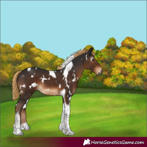 Horse Color:Gray White Spotted Liver Chestnut Tobiano Rabicano 
