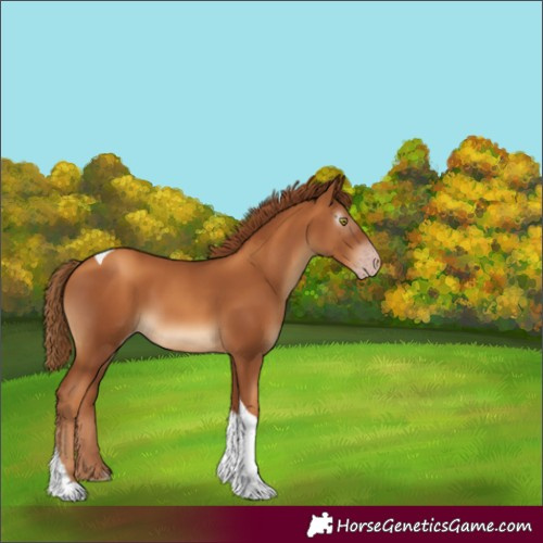 Horse Color:Gray Gold Champagne Tobiano Rabicano