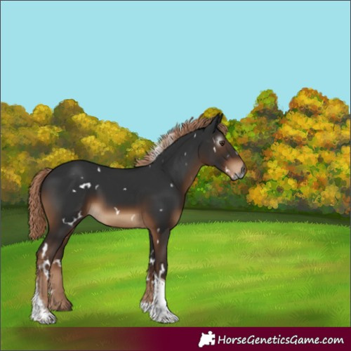 Horse Color:Gray White Spotted Liver Chestnut Tobiano