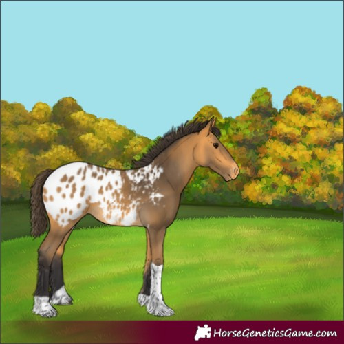 Horse Color:Buckskin Tobiano Blanket Rabicano