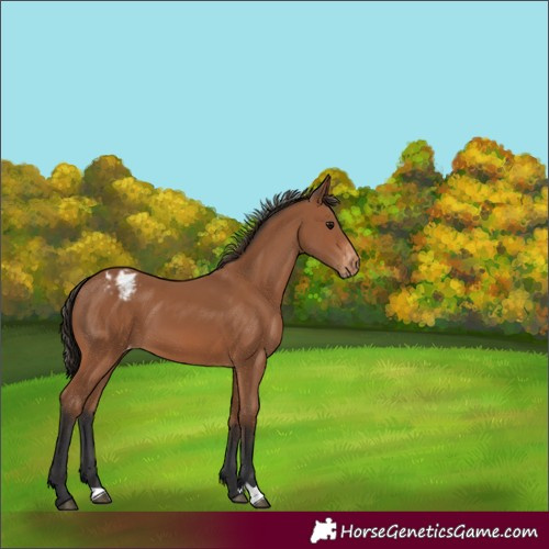 Horse Color:Bay Varnish 