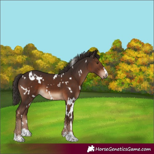 Horse Color:White Spotted Liver Chestnut 