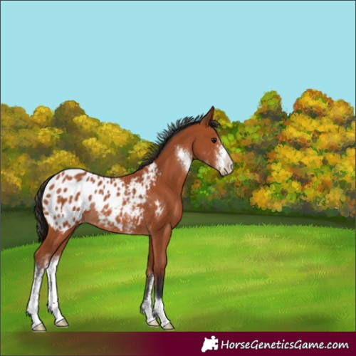Horse Color:Bay Sabino Appaloosa Rabicano 