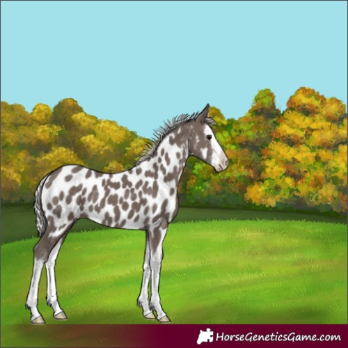 Horse Color:Silver Black Splash Appaloosa 