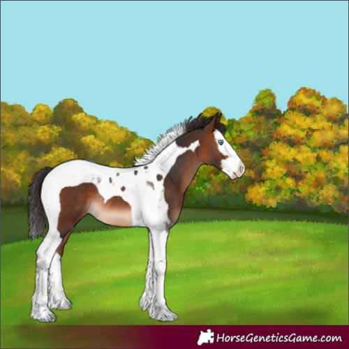 Horse Color:Brown Splash Tobiano Varnish Rabicano