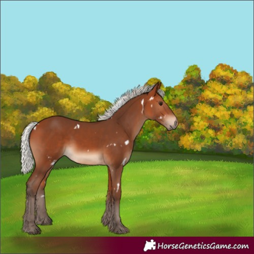 Horse Color:White Spotted Silver Bay Rabicano