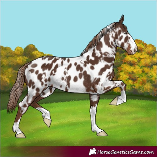 Horse Color:White Spotted Liver Chestnut Appaloosa Rabicano 