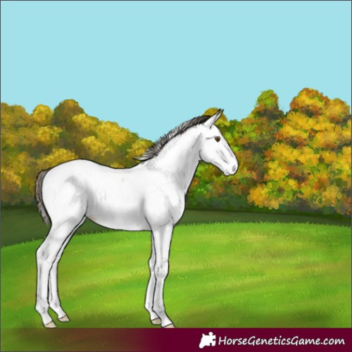 Horse Color:White Spotted Buckskin Near Fewspot 