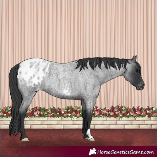 Horse Color:Blue Roan Appaloosa