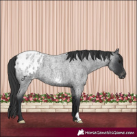 Horse Color:Blue Roan Appaloosa 