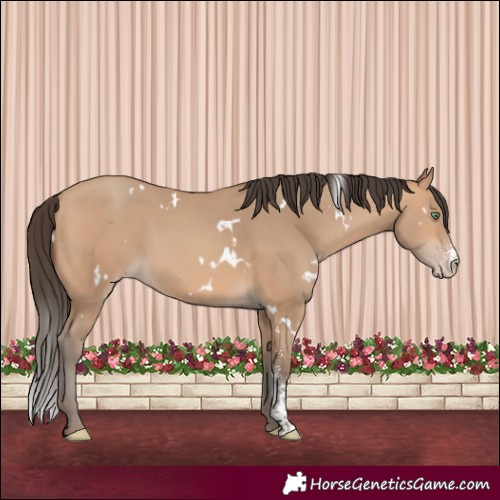 Horse Color:White Spotted Amber Champagne Sabino 