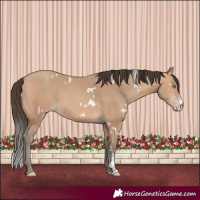Horse Color:White Spotted Amber Champagne Sabino