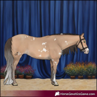 Horse Color:White Spotted Amber Champagne Sabino 