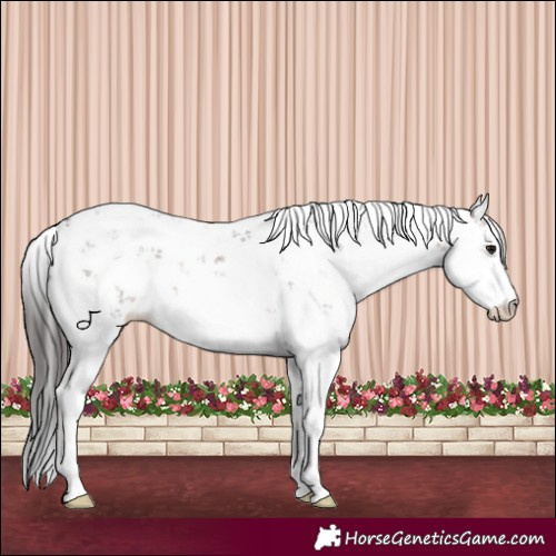 Horse Color:Brown Sabino 