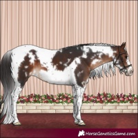 Horse Color:White Spotted Brown Tobiano Frame 