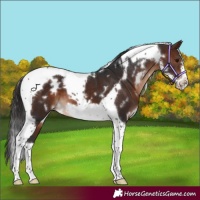 Horse Color:White Spotted Brown Tobiano Frame