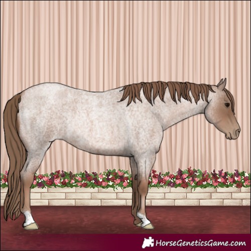 Horse Color:Blue Roan Pearl Rabicano 