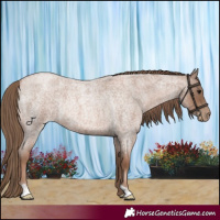 Horse Color:Blue Roan Pearl Rabicano