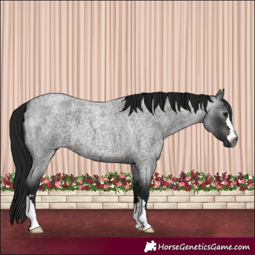 Horse Color:Gray Brown Roan