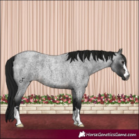 Horse Color:Gray Brown Roan 