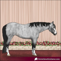 Horse Color:Gray Brown Roan 