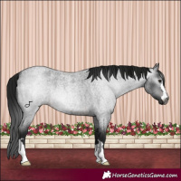 Horse Color:Gray Brown Roan 