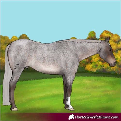 Horse Color:Silver Brown Roan 