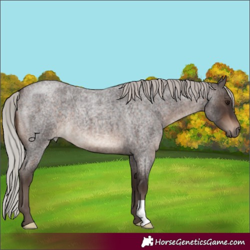 Horse Color:Silver Brown Roan 