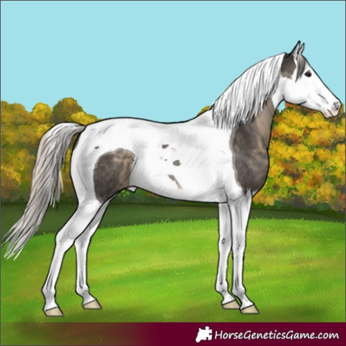 Horse Color:Silver Smoky Black Splash Tobiano 