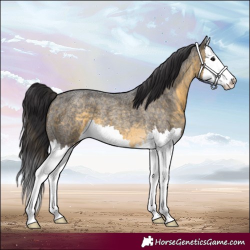 Horse Color:Buckskin Roan Splash 