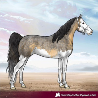 Horse Color:Buckskin Roan Splash 